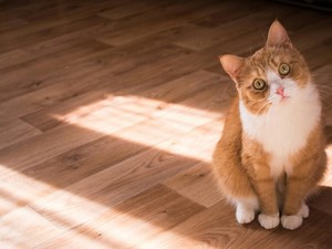 Rahasia Pipis Kucing Terkuak! Ada Kartu Nama di Balik Aromanya