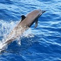 OFFBEATA dolphin is pictured from the boat Maguro -- symbolically renamed "Granma 2.0" as a tribute to the yacht used by Fidel Castro's guerrilla fighters to launch their revolution in 1956, -- part of the Convoy with 30 tons of humanitarian aid boun