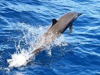 OFFBEATA dolphin is pictured from the boat Maguro -- symbolically renamed "Granma 2.0" as a tribute to the yacht used by Fidel Castro's guerrilla fighters to launch their revolution in 1956, -- part of the Convoy with 30 tons of humanitarian aid boun