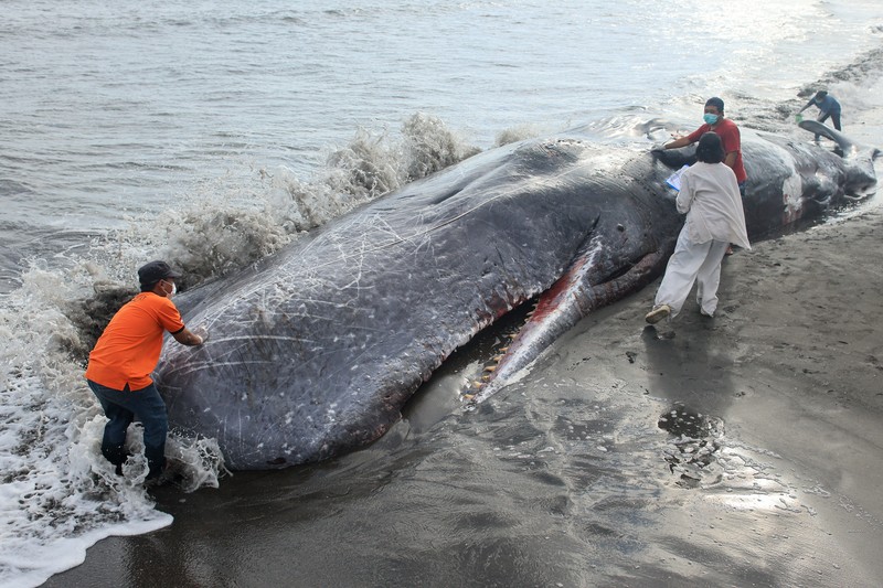 Seorang anak laki-laki berdiri di samping seekor paus sperma mati yang terdampar di pantai Melaya di Kabupaten Jembrana, Bali, Indonesia, 6 Mei 2026. (REUTERS/Johannes Christo)