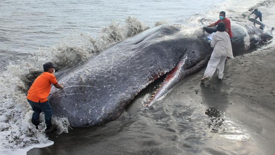 Para dokter hewan dan sukarelawan memeriksa seekor paus sperma mati yang terdampar di pantai Malaya di Kabupaten Jembrana, Bali, Indonesia, 6 Mei 2026.