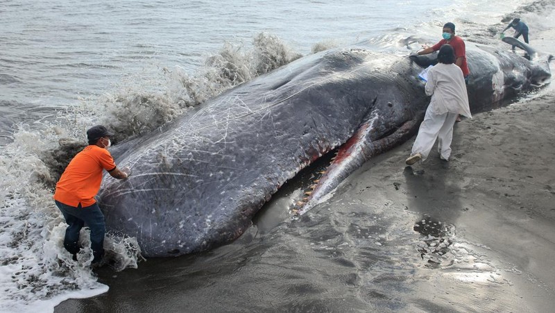 Para dokter hewan dan sukarelawan memeriksa seekor paus sperma mati yang terdampar di pantai Malaya di Kabupaten Jembrana, Bali, Indonesia, 6 Mei 2026.