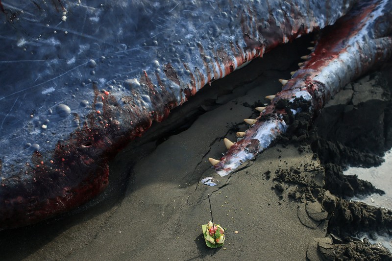 Seorang anak laki-laki berdiri di samping seekor paus sperma mati yang terdampar di pantai Melaya di Kabupaten Jembrana, Bali, Indonesia, 6 Mei 2026. (REUTERS/Johannes Christo)