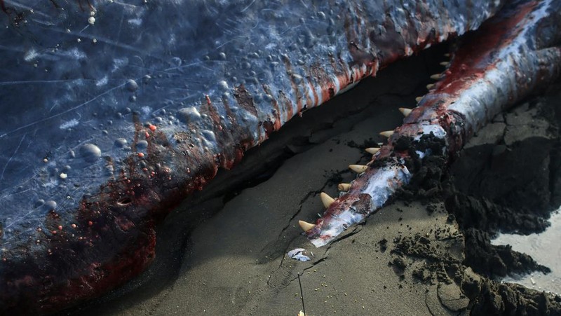 Persembahan di dekat bangkai paus sperma yang terdampar di pantai Malaya, Kabupaten Jembrana, Bali, Indonesia, 6 Mei 2026.