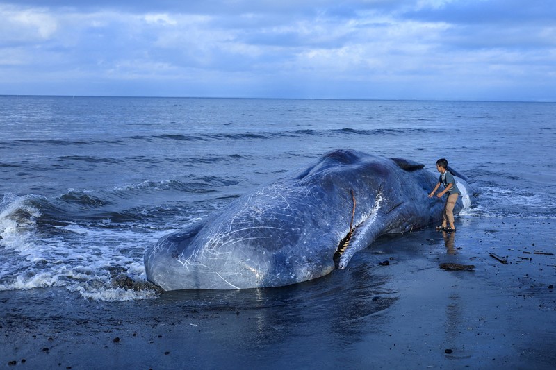 Seorang anak laki-laki berdiri di samping seekor paus sperma mati yang terdampar di pantai Melaya di Kabupaten Jembrana, Bali, Indonesia, 6 Mei 2026. (REUTERS/Johannes Christo)