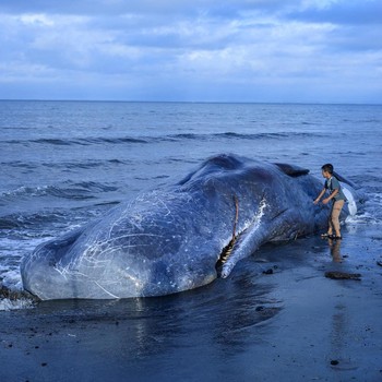 Seorang anak laki-laki berdiri di samping seekor paus sperma mati yang terdampar di pantai Melaya di Kabupaten Jembrana, Bali, Indonesia, 6 Mei 2026. (REUTERS/Johannes Christo)