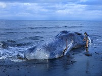 Seorang anak laki-laki berdiri di samping seekor paus sperma mati yang terdampar di pantai Melaya di Kabupaten Jembrana, Bali, Indonesia, 6 Mei 2026. (REUTERS/Johannes Christo)