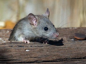 Heboh! Kencing Tikus Cemari Permukaan Minuman Kaleng, Ini Kata Ahli Gizi