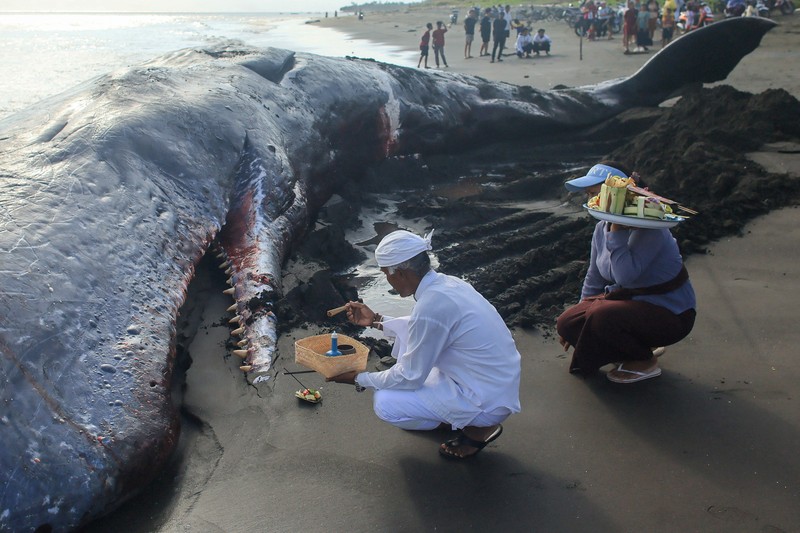 Seorang anak laki-laki berdiri di samping seekor paus sperma mati yang terdampar di pantai Melaya di Kabupaten Jembrana, Bali, Indonesia, 6 Mei 2026. (REUTERS/Johannes Christo)