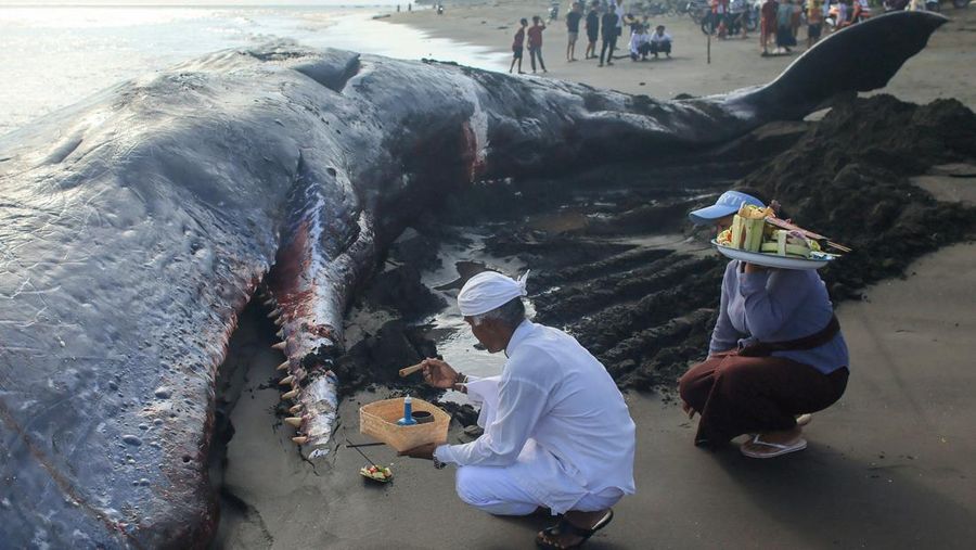 Umat ​​Hindu Bali meletakkan persembahan di dekat bangkai paus sperma yang terdampar di pantai Malaya, Kabupaten Jembrana, Bali, Indonesia, 6 Mei 2026.
