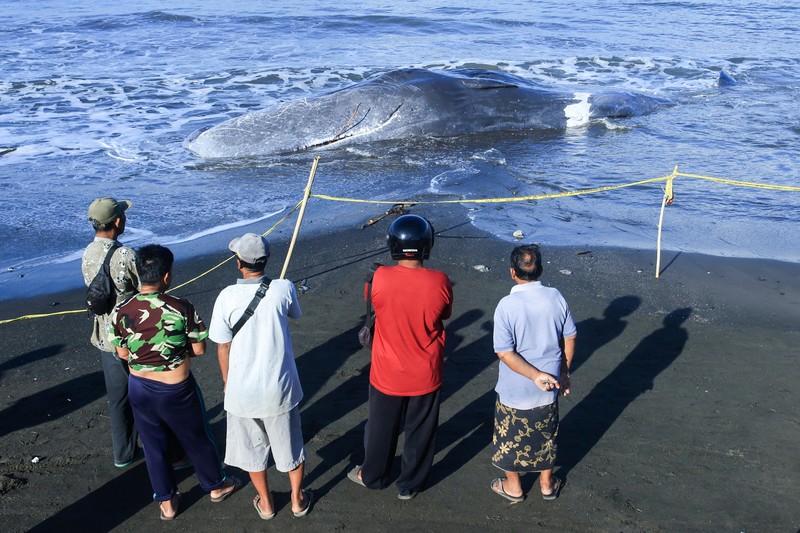Seorang anak laki-laki berdiri di samping seekor paus sperma mati yang terdampar di pantai Melaya di Kabupaten Jembrana, Bali, Indonesia, 6 Mei 2026. (REUTERS/Johannes Christo)