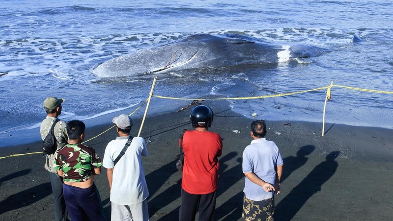 Warga setempat berkumpul di samping bangkai paus sperma yang terdampar di pantai Melaya, Kabupaten Jembrana, Bali, Indonesia, 6 Mei 2026.