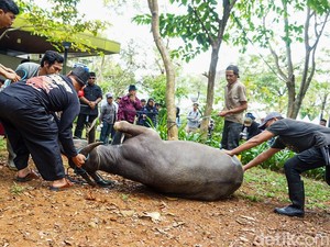 Lebaran Depok: Tradisi Kebo Andil-Ambisi Tembus Kalender Wisata Nasional