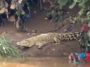 Heboh Buaya Putih di Cisadane, BPBD Kota Tangerang Imbau Warga Tak Ganggu