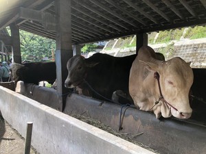Presiden Prabowo Kurban 6 Sapi di DIY