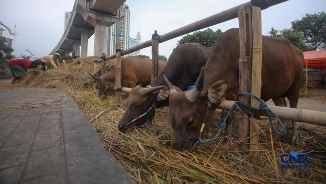 Pedagang Marak Jual Sapi Bima di Jakarta, Harganya Segini