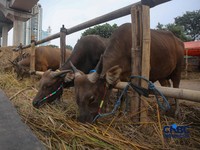 Suasana lapak penjualan hewan kurban di kawasan Jalan Gatot Subroto, Jakarta, Jumat (8/5/2026). (CNBC Indonesia/Faisal Rahman)