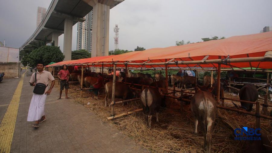 Suasana lapak penjualan hewan kurban di kawasan Jalan Gatot Subroto, Jakarta, Jumat (8/5/2026). (CNBC Indonesia/Faisal Rahman)
