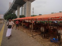 Suasana lapak penjualan hewan kurban di kawasan Jalan Gatot Subroto, Jakarta, Jumat (8/5/2026). (CNBC Indonesia/Faisal Rahman)