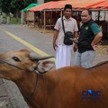 Suasana lapak penjualan hewan kurban di kawasan Jalan Gatot Subroto, Jakarta, Jumat (8/5/2026). (CNBC Indonesia/Faisal Rahman)
