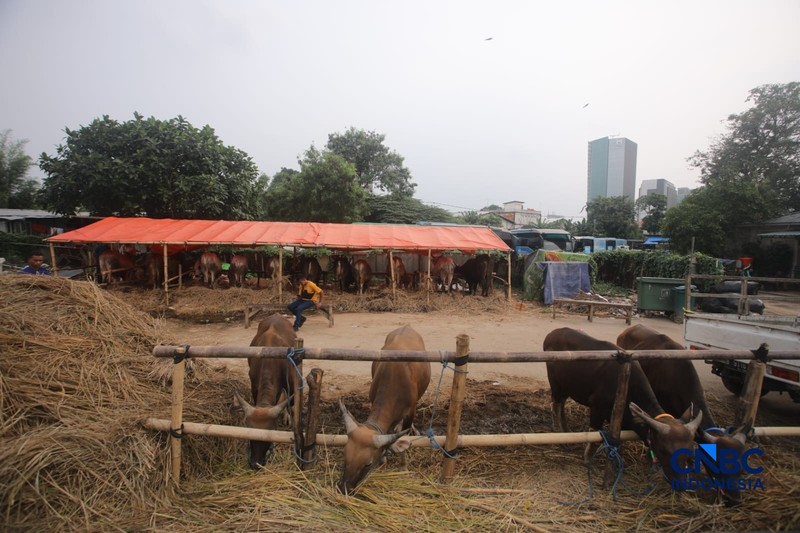 Suasana lapak penjualan hewan kurban di kawasan Jalan Gatot Subroto, Jakarta, Jumat (8/5/2026). (CNBC Indonesia/Faisal Rahman)