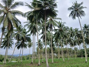 Sekilas Tentang Bumi Nyiur Melambai, Julukan Sulawesi Utara