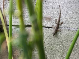 5 Cara Mengusir Cicak dari Rumah dengan Bahan Alami