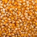 Jagung Pipilan. (Dok. magnific)