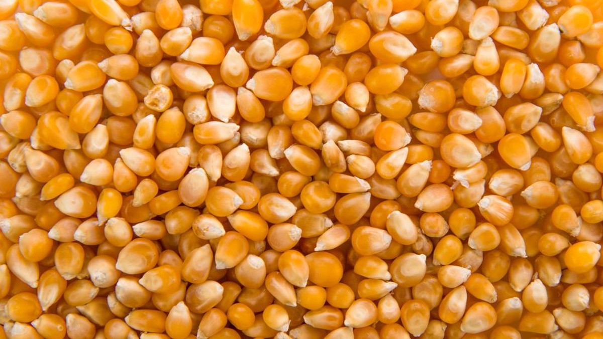 Produksi Jagung RI Tembus 14,25 Juta Ton, Naik Tipis di 2026
