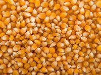 Jagung Pipilan. (Dok. magnific)