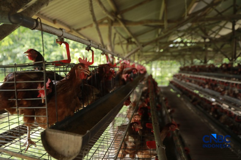 Peternak ayam ras petelur mengumpulkan telur di Peternakan Bumdes Karya Mandiri, Kalisuren, Kabupaten Bogor, Jawa Barat, Senin (11/5/2026). Pelaku usaha peternakan kini menghadapi tekanan ganda akibat lonjakan harga pakan di tengah anjloknya harga jual telur dan ayam hidup di tingkat peternak. (CNBC Indonesia/Muhammad Sabki)