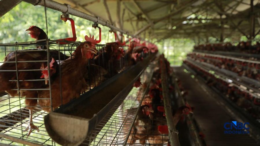 Peternak ayam ras petelur mengumpulkan telur di Peternakan Bumdes Karya Mandiri, Kalisuren, Kabupaten Bogor, Jawa Barat, Senin (11/5/2026). Pelaku usaha peternakan kini menghadapi tekanan ganda akibat lonjakan harga pakan di tengah anjloknya harga ju