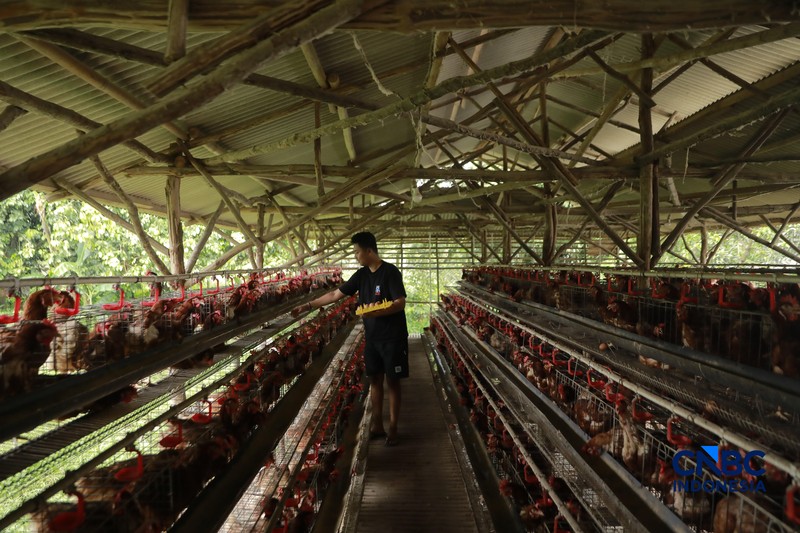 Peternak ayam ras petelur mengumpulkan telur di Peternakan Bumdes Karya Mandiri, Kalisuren, Kabupaten Bogor, Jawa Barat, Senin (11/5/2026). Pelaku usaha peternakan kini menghadapi tekanan ganda akibat lonjakan harga pakan di tengah anjloknya harga jual telur dan ayam hidup di tingkat peternak. (CNBC Indonesia/Muhammad Sabki)
