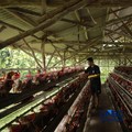 Peternak ayam ras petelur mengumpulkan telur di Peternakan Bumdes Karya Mandiri, Kalisuren, Kabupaten Bogor, Jawa Barat, Senin (11/5/2026). Pelaku usaha peternakan kini menghadapi tekanan ganda akibat lonjakan harga pakan di tengah anjloknya harga ju
