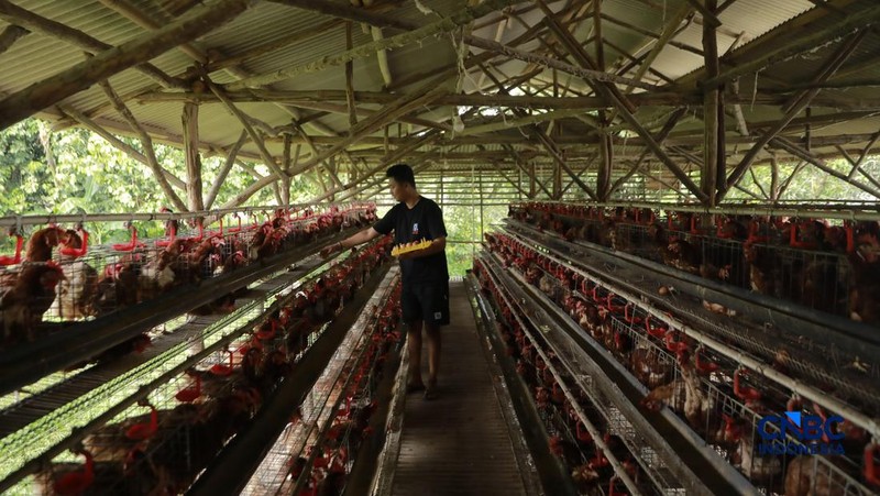 Peternak ayam ras petelur mengumpulkan telur di Peternakan Bumdes Karya Mandiri, Kalisuren, Kabupaten Bogor, Jawa Barat, Senin (11/5/2026). Pelaku usaha peternakan kini menghadapi tekanan ganda akibat lonjakan harga pakan di tengah anjloknya harga ju