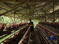 Peternak ayam ras petelur mengumpulkan telur di Peternakan Bumdes Karya Mandiri, Kalisuren, Kabupaten Bogor, Jawa Barat, Senin (11/5/2026). Pelaku usaha peternakan kini menghadapi tekanan ganda akibat lonjakan harga pakan di tengah anjloknya harga ju