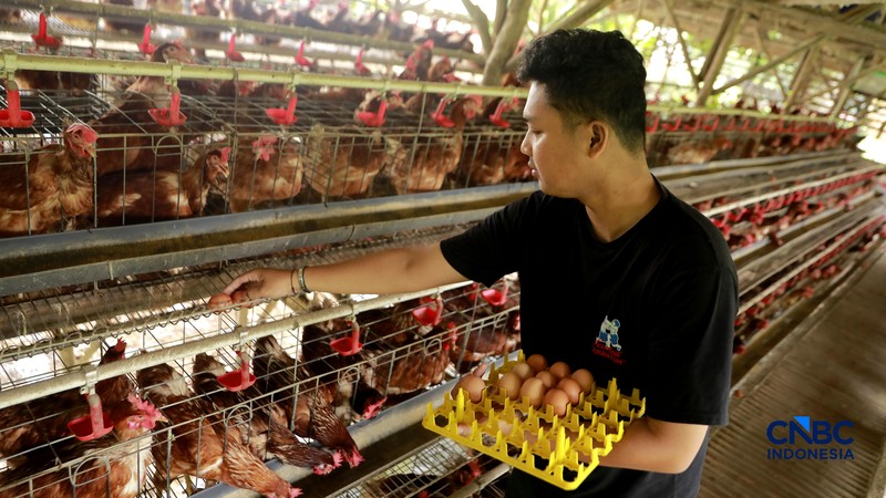 Peternak ayam ras petelur mengumpulkan telur di Peternakan Bumdes Karya Mandiri, Kalisuren, Kabupaten Bogor, Jawa Barat, Senin (11/5/2026). Pelaku usaha peternakan kini menghadapi tekanan ganda akibat lonjakan harga pakan di tengah anjloknya harga jual telur dan ayam hidup di tingkat peternak. (CNBC Indonesia/Muhammad Sabki)