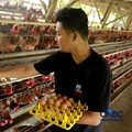 Peternak ayam ras petelur mengumpulkan telur di Peternakan Bumdes Karya Mandiri, Kalisuren, Kabupaten Bogor, Jawa Barat, Senin (11/5/2026). Pelaku usaha peternakan kini menghadapi tekanan ganda akibat lonjakan harga pakan di tengah anjloknya harga ju