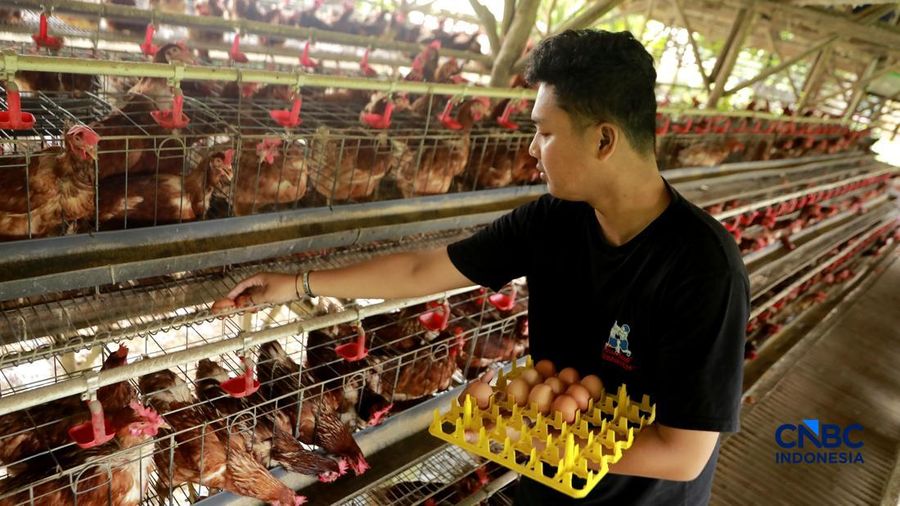 Peternak ayam ras petelur mengumpulkan telur di Peternakan Bumdes Karya Mandiri, Kalisuren, Kabupaten Bogor, Jawa Barat, Senin (11/5/2026). Pelaku usaha peternakan kini menghadapi tekanan ganda akibat lonjakan harga pakan di tengah anjloknya harga ju