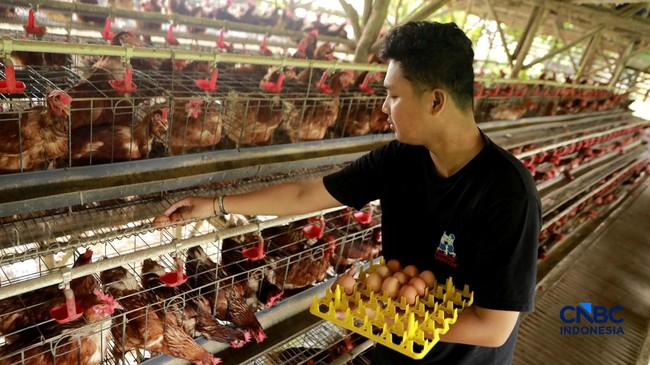 Kementan-Kadin Klarifikasi Isu Investor China Masuk Bisnis Telur di RI