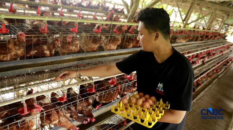 Peternak ayam ras petelur mengumpulkan telur di Peternakan Bumdes Karya Mandiri, Kalisuren, Kabupaten Bogor, Jawa Barat, Senin (11/5/2026). Pelaku usaha peternakan kini menghadapi tekanan ganda akibat lonjakan harga pakan di tengah anjloknya harga ju