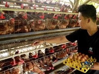 Peternak ayam ras petelur mengumpulkan telur di Peternakan Bumdes Karya Mandiri, Kalisuren, Kabupaten Bogor, Jawa Barat, Senin (11/5/2026). Pelaku usaha peternakan kini menghadapi tekanan ganda akibat lonjakan harga pakan di tengah anjloknya harga ju
