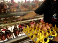 Peternak ayam ras petelur mengumpulkan telur di Peternakan Bumdes Karya Mandiri, Kalisuren, Kabupaten Bogor, Jawa Barat, Senin (11/5/2026). Pelaku usaha peternakan kini menghadapi tekanan ganda akibat lonjakan harga pakan di tengah anjloknya harga ju