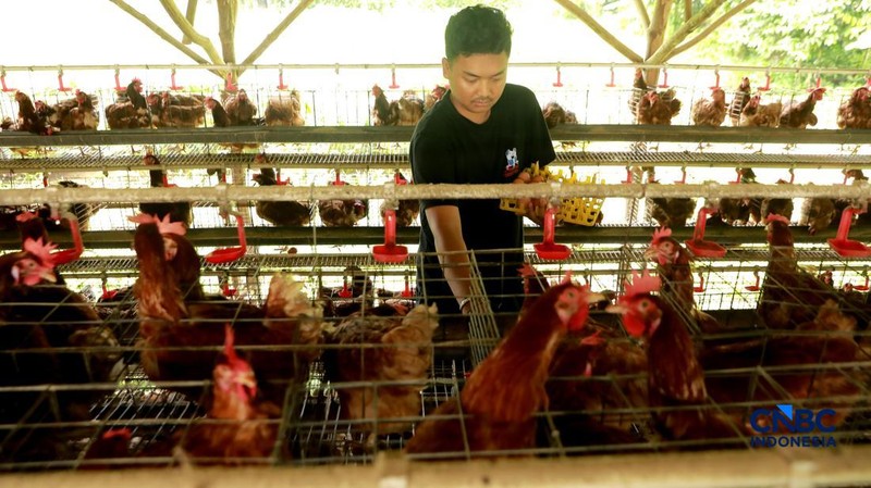 Peternak ayam ras petelur mengumpulkan telur di Peternakan Bumdes Karya Mandiri, Kalisuren, Kabupaten Bogor, Jawa Barat, Senin (11/5/2026). Pelaku usaha peternakan kini menghadapi tekanan ganda akibat lonjakan harga pakan di tengah anjloknya harga ju