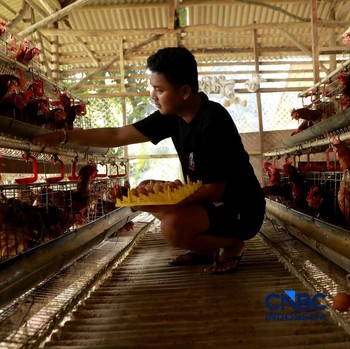 Peternak ayam ras petelur mengumpulkan telur di Peternakan Bumdes Karya Mandiri, Kalisuren, Kabupaten Bogor, Jawa Barat, Senin (11/5/2026). Pelaku usaha peternakan kini menghadapi tekanan ganda akibat lonjakan harga pakan di tengah anjloknya harga ju