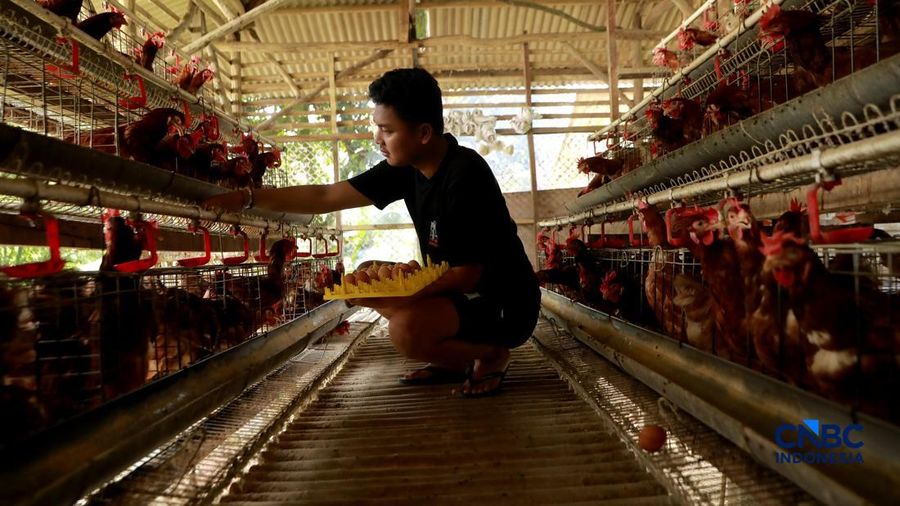 Peternak ayam ras petelur mengumpulkan telur di Peternakan Bumdes Karya Mandiri, Kalisuren, Kabupaten Bogor, Jawa Barat, Senin (11/5/2026). Pelaku usaha peternakan kini menghadapi tekanan ganda akibat lonjakan harga pakan di tengah anjloknya harga ju