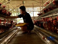 Peternak ayam ras petelur mengumpulkan telur di Peternakan Bumdes Karya Mandiri, Kalisuren, Kabupaten Bogor, Jawa Barat, Senin (11/5/2026). Pelaku usaha peternakan kini menghadapi tekanan ganda akibat lonjakan harga pakan di tengah anjloknya harga ju