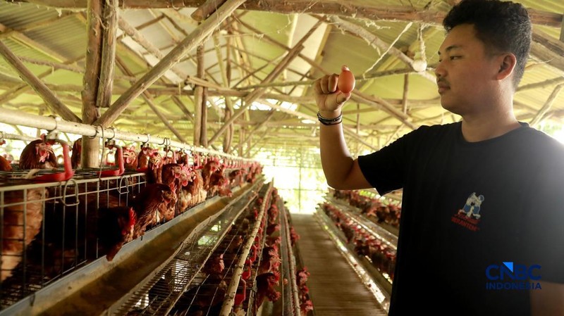 Peternak ayam ras petelur mengumpulkan telur di Peternakan Bumdes Karya Mandiri, Kalisuren, Kabupaten Bogor, Jawa Barat, Senin (11/5/2026). Pelaku usaha peternakan kini menghadapi tekanan ganda akibat lonjakan harga pakan di tengah anjloknya harga ju