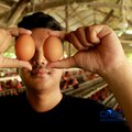 Peternak ayam ras petelur mengumpulkan telur di Peternakan Bumdes Karya Mandiri, Kalisuren, Kabupaten Bogor, Jawa Barat, Senin (11/5/2026). Pelaku usaha peternakan kini menghadapi tekanan ganda akibat lonjakan harga pakan di tengah anjloknya harga ju
