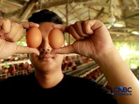 Peternak ayam ras petelur mengumpulkan telur di Peternakan Bumdes Karya Mandiri, Kalisuren, Kabupaten Bogor, Jawa Barat, Senin (11/5/2026). Pelaku usaha peternakan kini menghadapi tekanan ganda akibat lonjakan harga pakan di tengah anjloknya harga ju